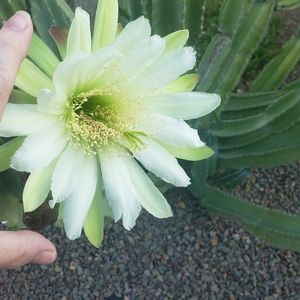 Meet your Posher, Bernadette